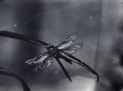Dragonfly by Frederick William Bond